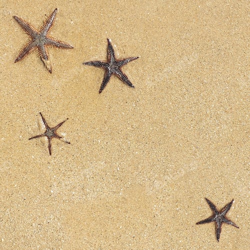 Preview: starfish on sand background with space for text