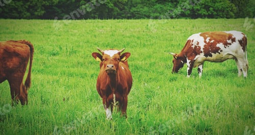 Preview: A cow looking at camera,CONFRONTATION