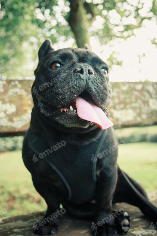 Preview: Funny French Bulldog dog smiling with big tongue to camera with copy space.Happy dog resting at park
