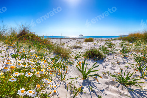 Preview: Landscape of grass and flowers in sand dunes on the beach La Cinta