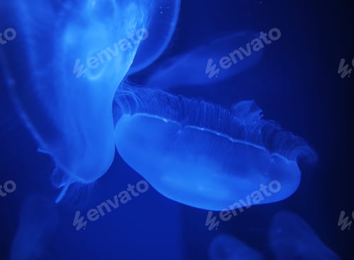 Preview: Jellyfish
