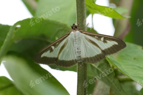 Preview: Closeup on a Buxus or Box Tree Moth, Cydalima perspectalis hanging with spread wings