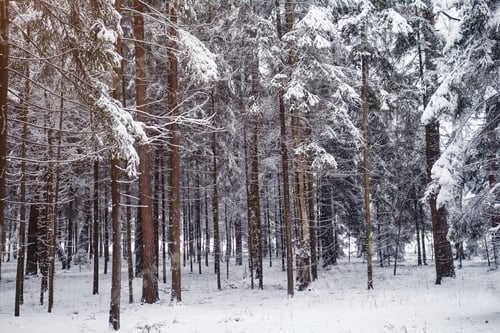 Preview: Pine trees are covered with snow on a frosty evening.