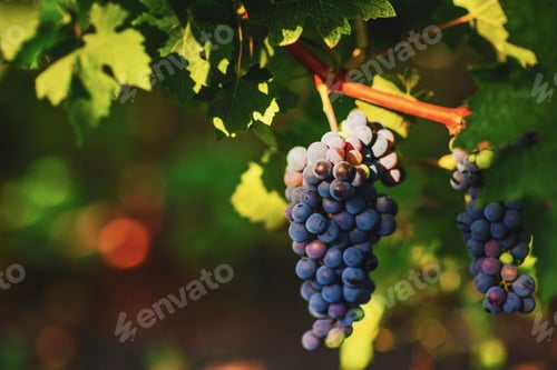 Preview: grape