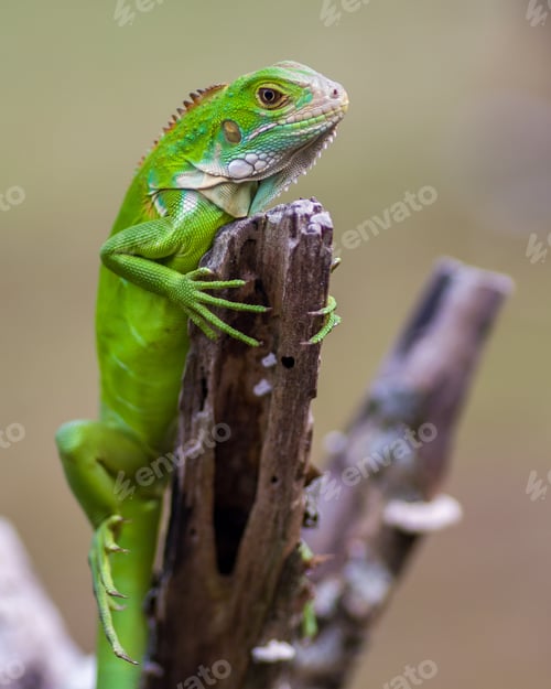 green iguana