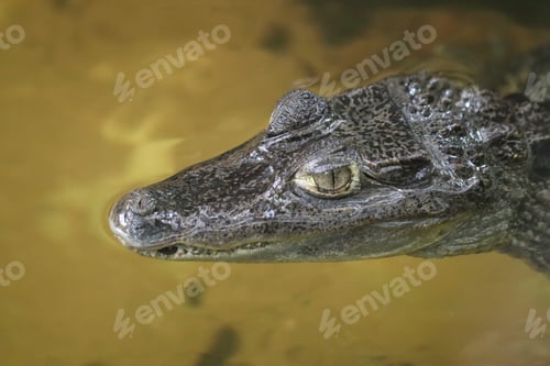 Preview: reptile, crocodile, wildlife, nature, eye, water, animal, danger, wild, dangerous, mouth, zoo, tropi