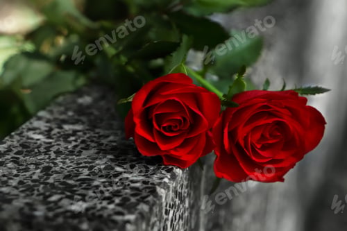 Preview: Red roses on grey granite tombstone outdoors, closeup