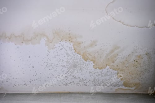 Preview: Mould stains on the ceiling