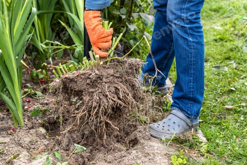 Preview: dahlia tubers just lifted for overwintering