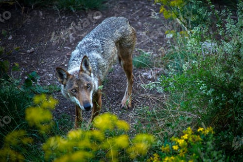 Preview: Canis lupus italicus (subspecies of the gray wolf, Canis lupus).