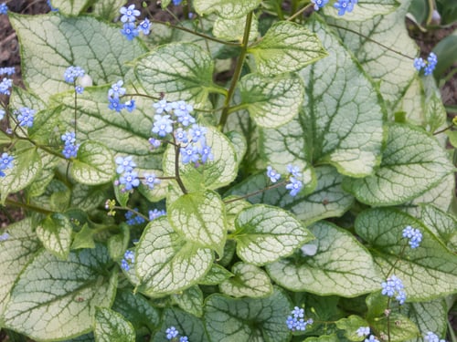 Preview: Brunnera patterned leaves
