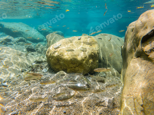 Preview: Plenty of fish in the crystal clear lake