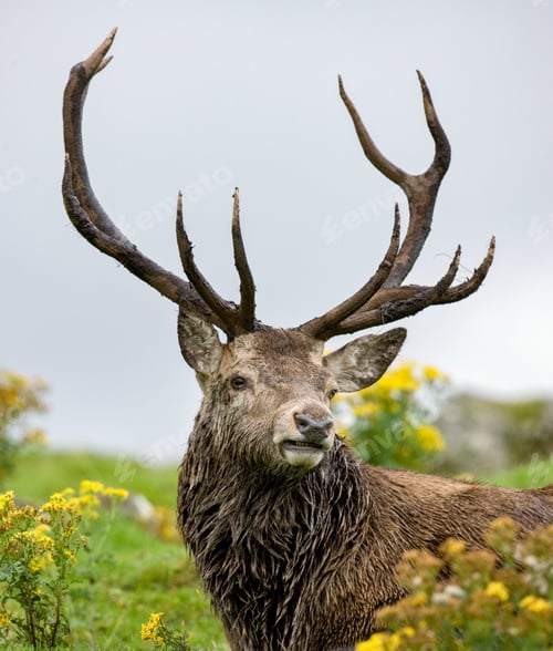 Preview: Red Deer Stag - Scotland