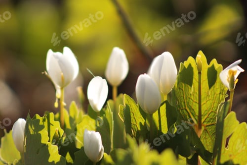 Preview: Bloodroot