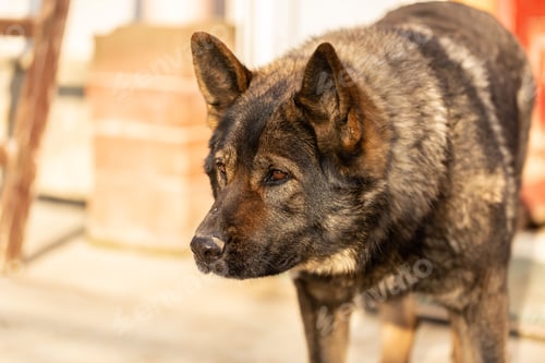 Preview: Image of a standing brown Kai Ken breed dog