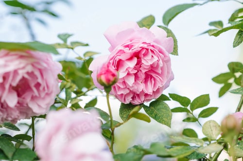 Preview: Beautiful delicate pink rose flowers Mary Rose in the summer garden