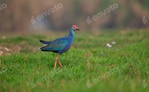 Preview: Purple swamp hen