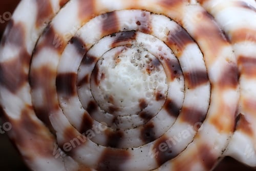 Preview: Single beautiful spiral white seashell with striped pattern.