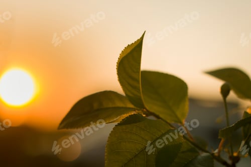 Preview: Close-up of growing apple tree brunch with dark shiny green leaves on blurred bokeh background of
