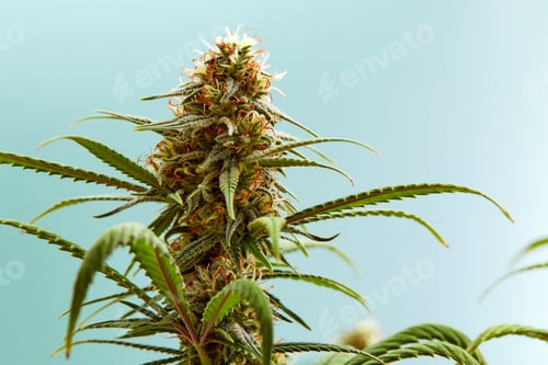 Preview: plant sativa cannabis beautiful background of the theme of legalization and medical hemp in the