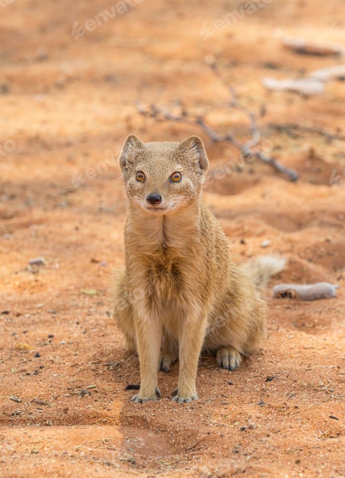 Preview: Yellow Mongoose
