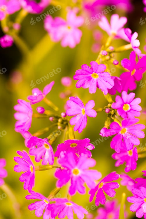 Preview: Garden in bloom