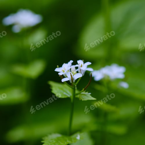 Preview: Yellow flower in garden, macro close up