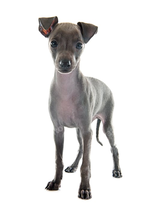 Preview: puppy italian greyhound