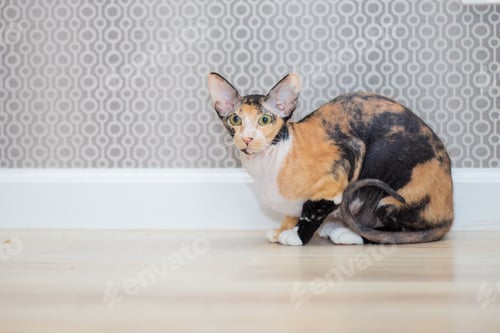 Preview: Tricolor Sphynx cat with wool. Wrinkled cat, pet