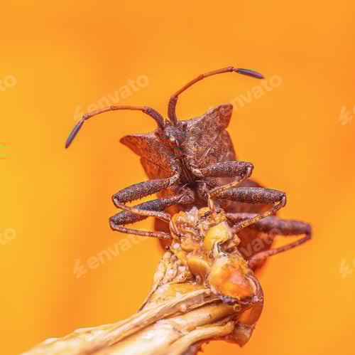Preview: Macro brown nymph Marmorated stink bug Halyomorpha halys. shield bug