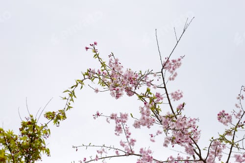 Preview: Branches of sakura flowers, cherry blossom