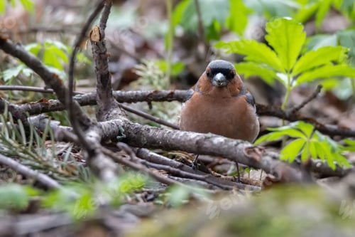 Preview: Common chaffinch or Fringilla coelebs on the ground in a forest