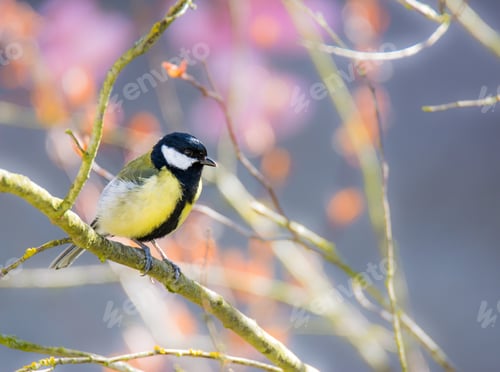 Preview: Great Tit bird sitting on a tree branch