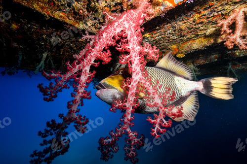 Preview: trigger fish getting super close