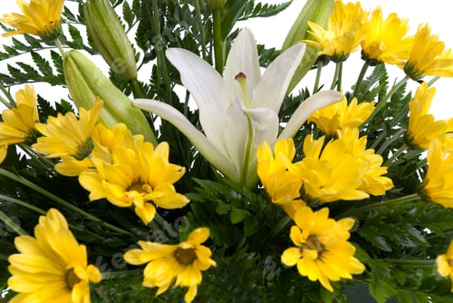 Preview: Detail of yellow daisy flowers