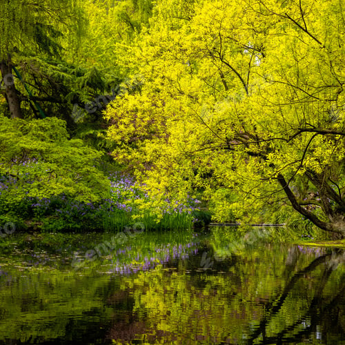 Preview: a green tree and water are surrounded by a lake and trees