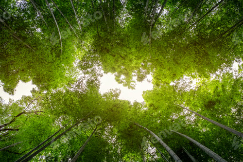 Preview: Low angle view image of bamboo forest in Arashiyama, Japan