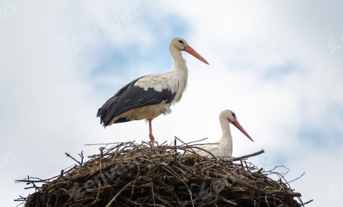Preview: Storks in the nest