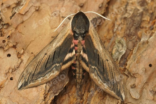 Preview: Closeup shot of a privet hawk moth ( Sphinx ligustri ) resting on the ground