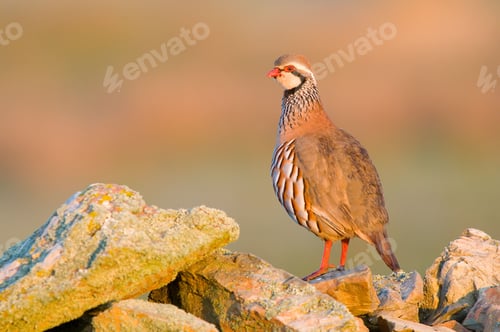 Preview: Partridge perched on rocks