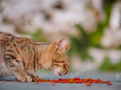 Preview: cats of Turkey, small resort town of Side with ancient Greek ruins