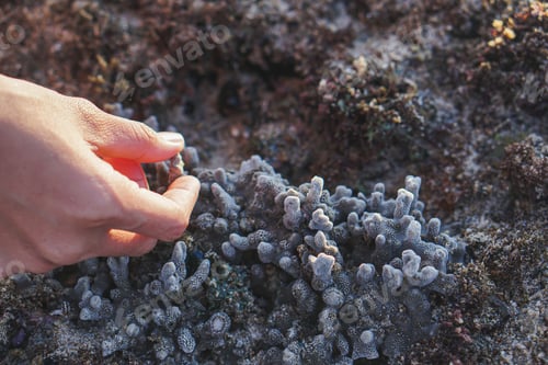 Preview: Beautiful coral on the beach