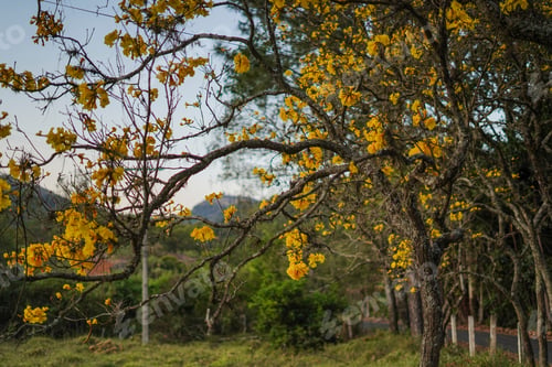 Preview: Tree - Yellow Flowers