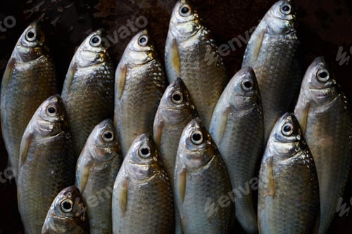 Preview: Fresh fish on the rusty metal floor