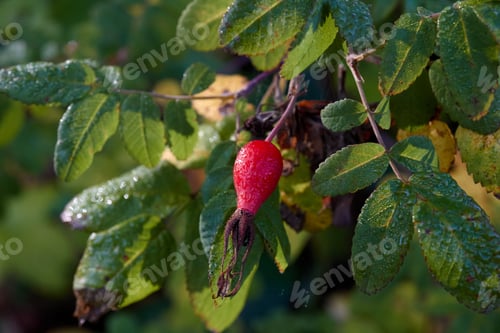Preview: Green Leaves Surround a Red Rose Hip
