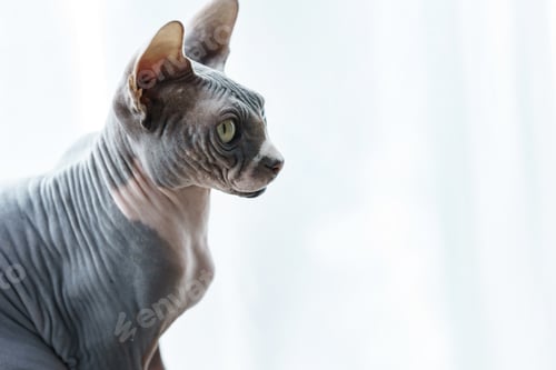 Preview: Portrait of cute Canadian sphynx cat at home