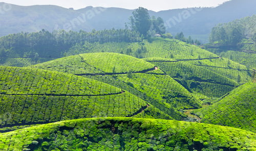 Preview: Tea plantations