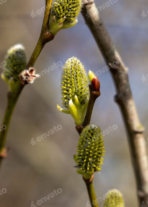 Preview: a close up photo of some willow flowers on a tree