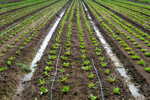 Preview: Lettuce farm on sunlight.