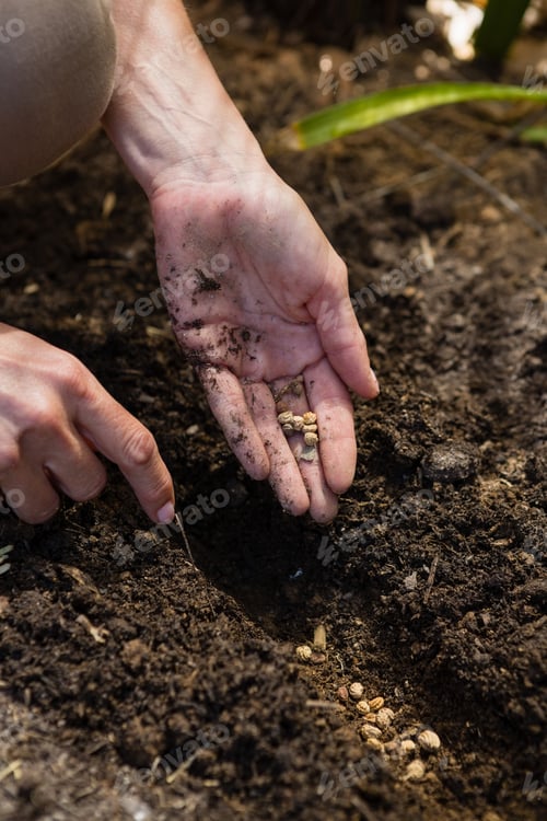 Preview: Mid section of woman planting seeds in garden